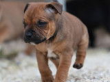 Un chiot Staffy LOF de couleur fauve à réserver