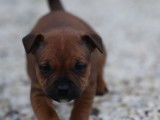 Un chiot Staffy LOF de couleur fauve à réserver