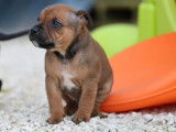 Un chiot Staffy LOF de couleur fauve à réserver