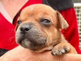 4 chiots Staffies LOF mâles de couleur rouge à réserver