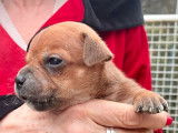 4 chiots Staffies LOF mâles de couleur rouge à réserver