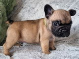 Des chiots Bouledogues Fran&ccedil;ais LOF fauves &agrave; r&eacute;server