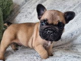Des chiots Bouledogues Fran&ccedil;ais LOF fauves &agrave; r&eacute;server