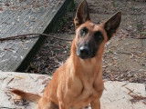 Une chienne Berger Belge Malinois LOF fauve de 2 ans à vendre