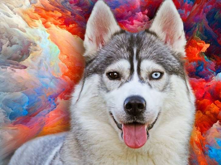 Disponible à l'achat : une chienne Husky Sibérien LOF de 5 ans