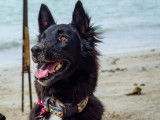 Chienne de 6 ans à octroyer