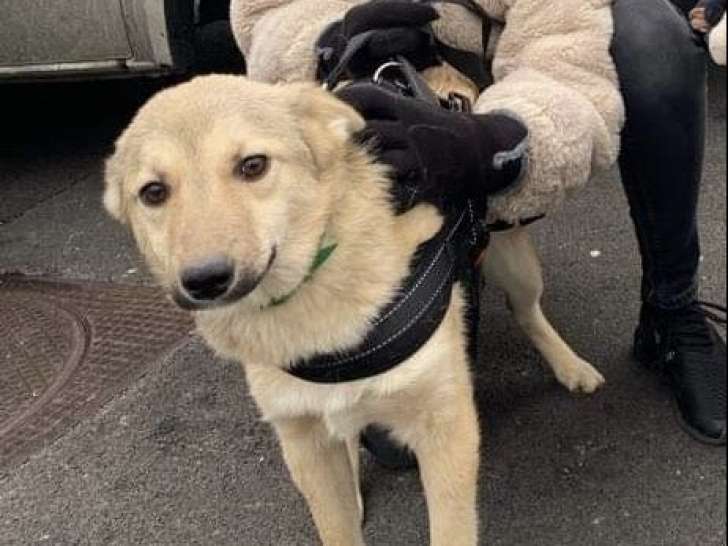À donner : chiot femelle