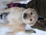 À donner : chiot femelle