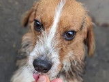 À adopter : chien tricolore