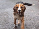 À adopter : chien tricolore