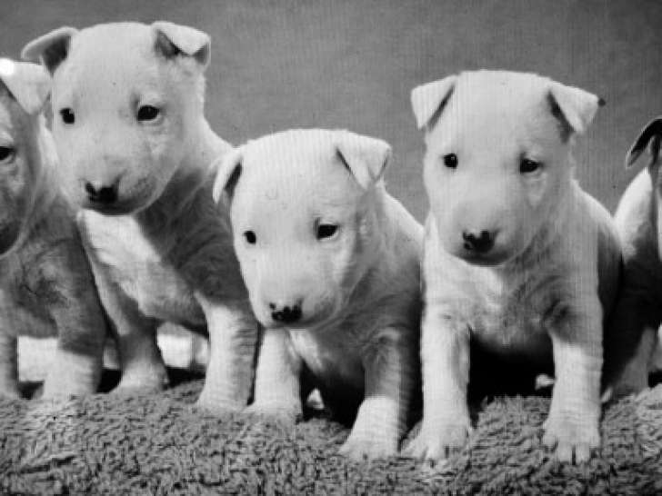 3 chiots mâles de type Bull Terrier Miniature à vendre