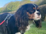 Mâle Cavalier King Charles Spaniel disponible pour saillie