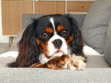 Mâle Cavalier King Charles Spaniel disponible pour saillie