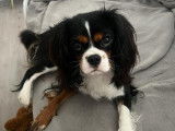 Mâle Cavalier King Charles Spaniel disponible pour saillie