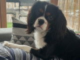 Mâle Cavalier King Charles Spaniel disponible pour saillie
