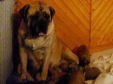 Chiots Mastiff LOF à vendre