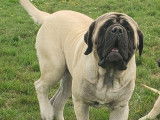 Chiots Mastiff LOF à vendre