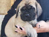 Chiots Mastiff LOF à vendre