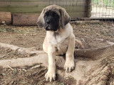Chiots Mastiff LOF à vendre