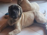 Chiots Mastiff LOF à vendre