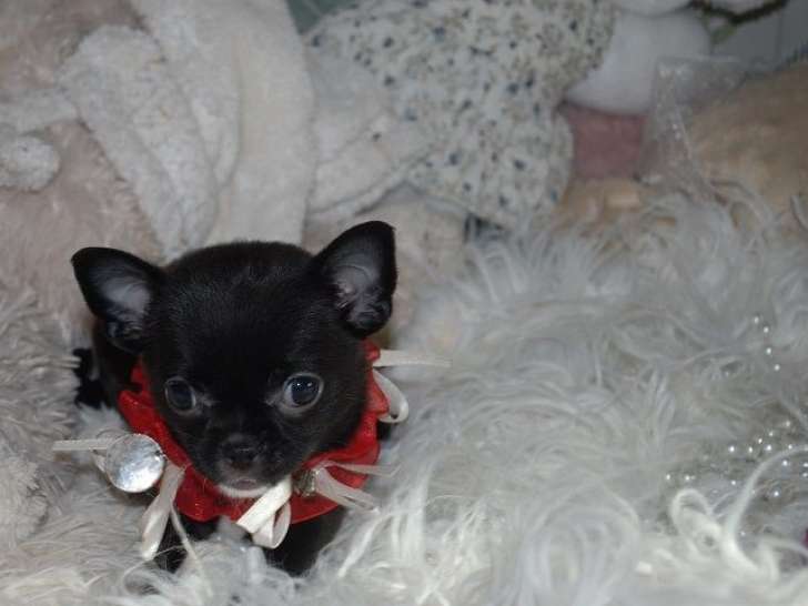 À vendre : 2 chiots Chihuahuas LOF noirs