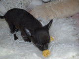 À vendre : 2 chiots Chihuahuas LOF noirs