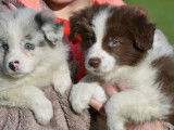 4 chiots Border Collies à acheter (LOF)