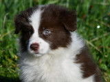 4 chiots Border Collies à acheter (LOF)