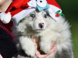 4 chiots Border Collies à acheter (LOF)
