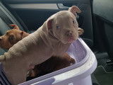 Chiots American Bully à vendre