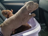 Chiots American Bully à vendre