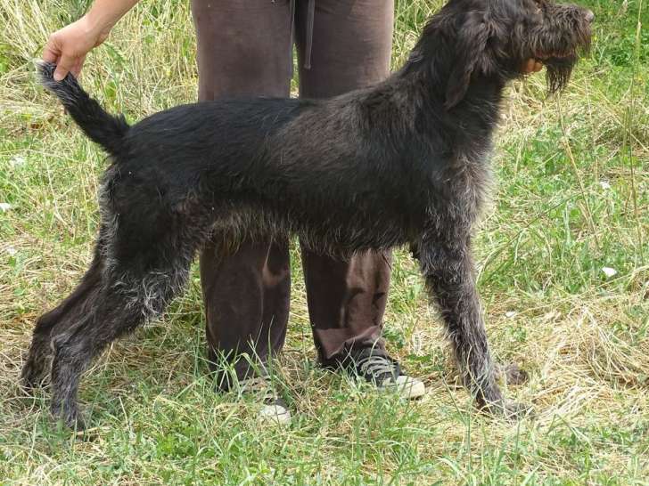 Un chien adulte Drahthaar LOF d’un an à vendre