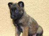 Chiots Berger Malinois LOF disponibles