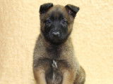 Chiots Berger Malinois LOF disponibles