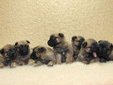 Chiots Berger Malinois LOF disponibles