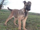 Chiots Berger Malinois LOF disponibles