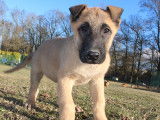 Chiots Berger Malinois LOF disponibles