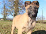 Chiots Berger Malinois LOF disponibles