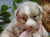 Chiots Berger Australien exotiques rouge merle et tricolore rouge