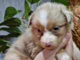 Chiots Berger Australien exotiques rouge merle et tricolore rouge