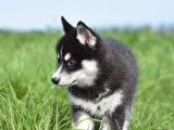 Chiots Husky agouti LOF &agrave; vendre