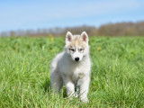 Chiots Husky agouti LOF &agrave; vendre