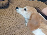 Chienne tricolore à adopter