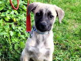 À donner, chiot femelle de 3 mois