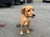 Disponible à l'adoption : chienne de 4 ans