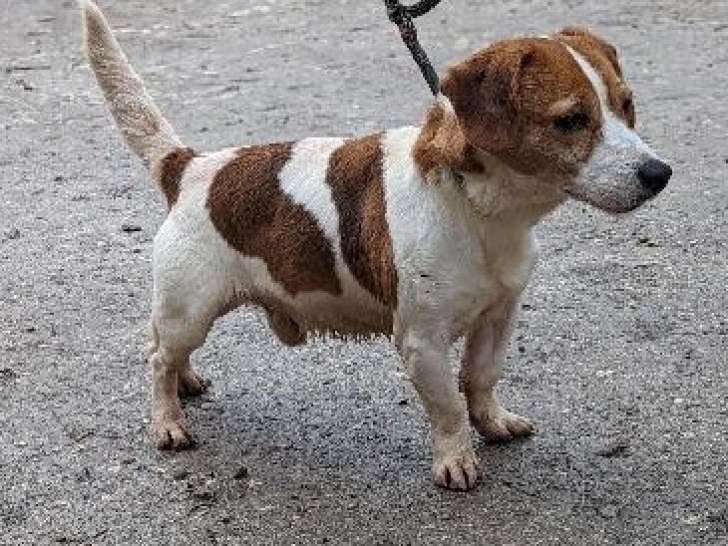 Disponible à l'adoption, chien marron et blanc
