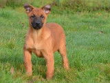 À vendre : 2 chiots femelles Bergers Belges Malinois (LOF)