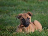 À vendre : 2 chiots femelles Bergers Belges Malinois (LOF)