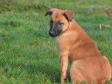 À vendre : 2 chiots femelles Bergers Belges Malinois (LOF)