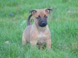 À vendre : 2 chiots femelles Bergers Belges Malinois (LOF)